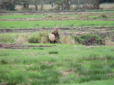 Bull Elk in creek.jpg