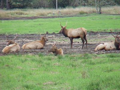 Elk in mud wallow.jpg
