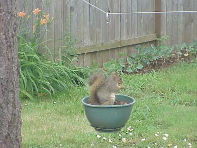 Squirrel in flower pot