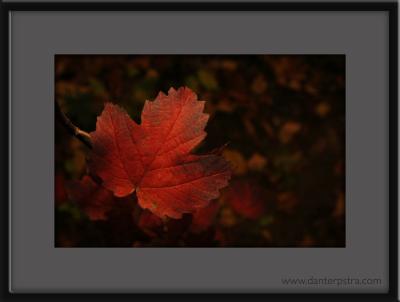 leaf_9823b_1.jpg