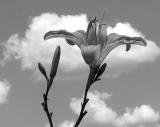 Day Lily - 01 </BR>by t.messenger