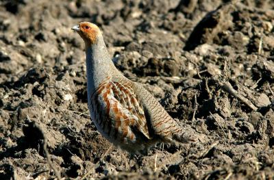 Grey Partridge