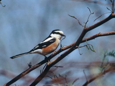 Masked Shrike