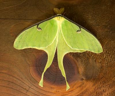 Luna Moth