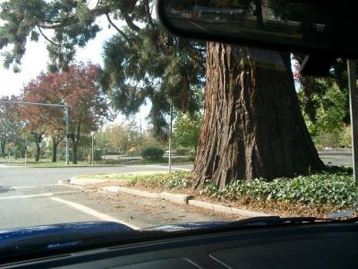 That's one big tree in someone's front yard. Is he compensating for something???