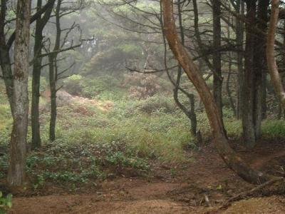 Another enchanted foresty area on the Oregon coast! No wonder so many weedies are from here.