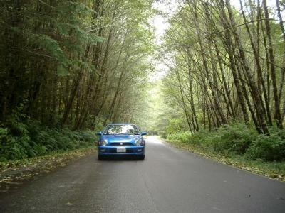 A green corridor of nature. Driving through it reminded me of Ridley Scott's direcotrial style.