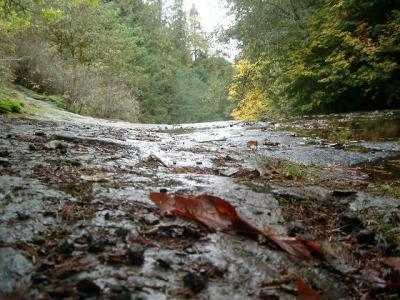 A few feet from the fall of Alsea Falls