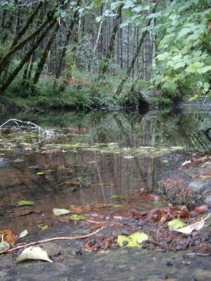 If only i had brought my combat boots... i would've adventured up this creek to find the source! Or illegal toxic chemical dump!