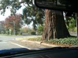 Thats one big tree in someones front yard. Is he compensating for something???