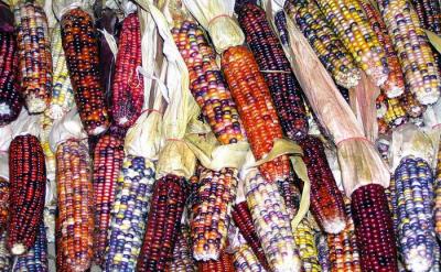 u34/patliu/medium/34717582.IndianCorns.jpg