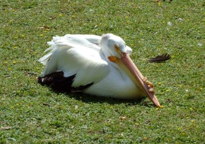 A St. James's Park resident