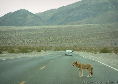 080 Death Valley6.jpg
