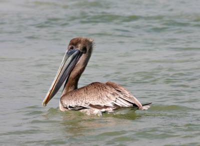 pelican14.jpg