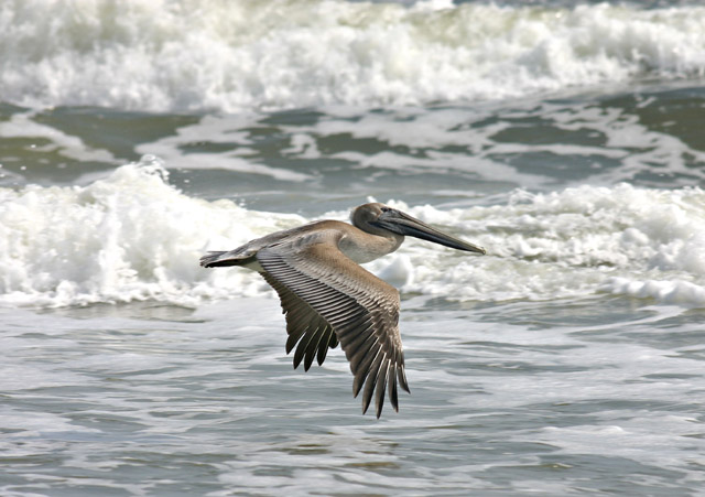 rbpelican.jpg