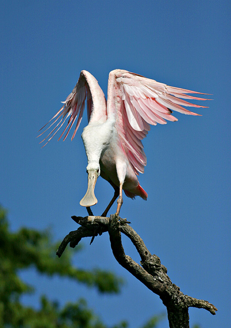 spoonwings.jpg