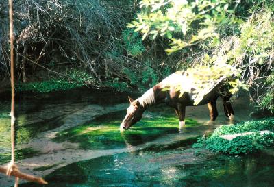 Horse on Havasu Creek