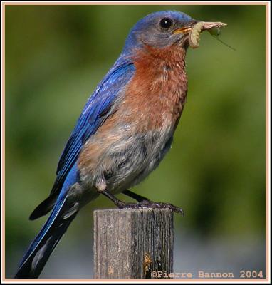 Merlebleu de l'Est (Eastern Bluebird)