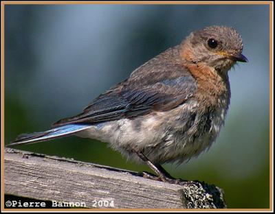 Merlebleu de l'Est (Eastern Bluebird)