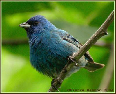 Passerin indigo (Indigo Bunting)