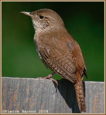 Troglodyte familier (House Wren)