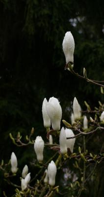 IMGP2821A.jpg