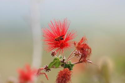 Desert Flower