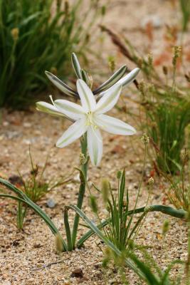 Desert Lilly