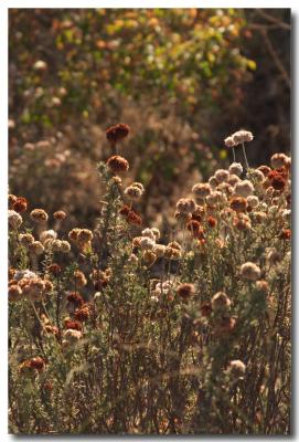 Dried flowers