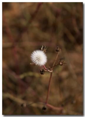 u34/pderocco/medium/19620681.03062806Pt.Muguflower.jpg