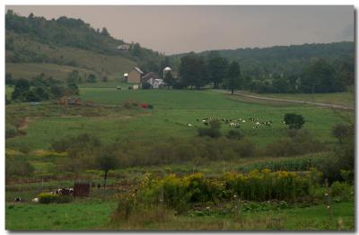 Cows