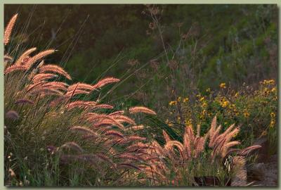 Flaming grasses