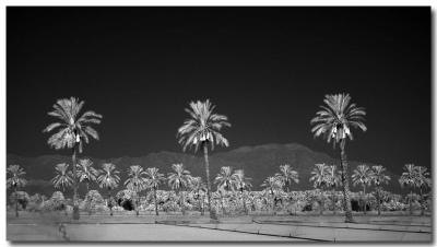 Date palms (IR)