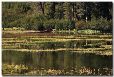 Floating grass