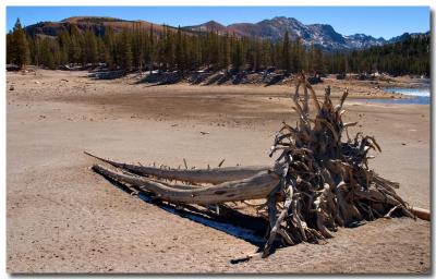 Dead tree