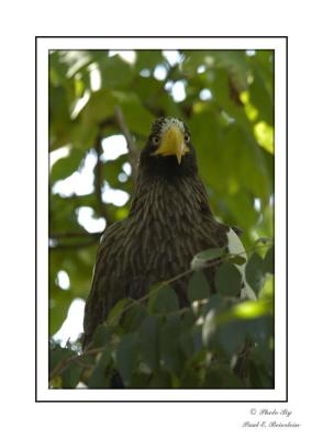 u34/peb_shots/medium/34768088.Eagle2copy.jpg