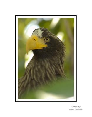 u34/peb_shots/medium/34768089.Eaglecopy.jpg