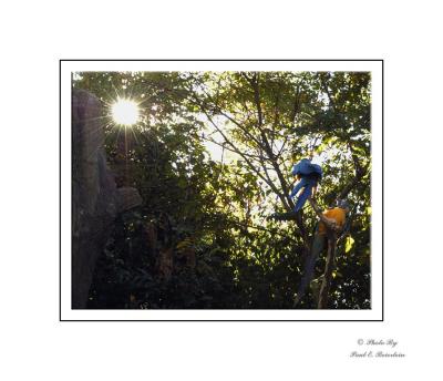 Macaw 2 copy.tif