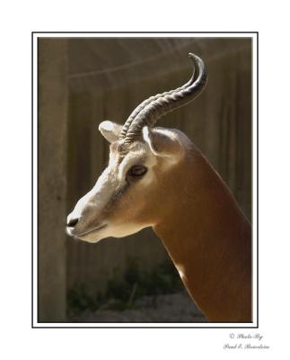 Mhorr Gazelle copy.tif