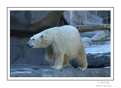 Polorbear copy.tif