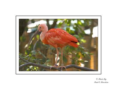 Scarlet Ibis 2 copy.tif