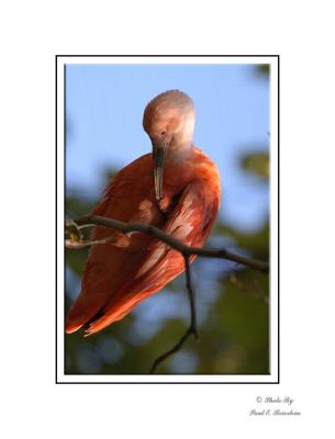 Scarlet Ibis copy.tif
