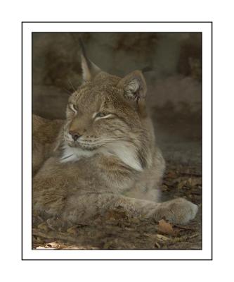 Siberian Lynk.tif