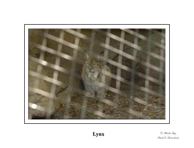Siberian Lynx 3 copy.tif