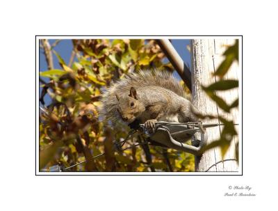 Squirrel copy.tif