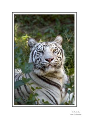 White Tiger copy.tif