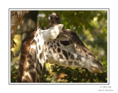 Masai Giraffe copy.tif