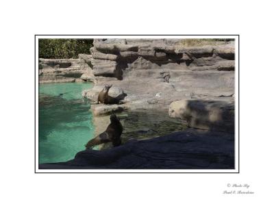 Seals copy.tif