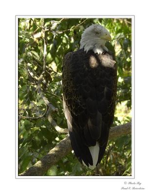 Bald Eagle 2