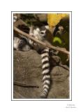 Ring-Tailed Lemurs copy.tif